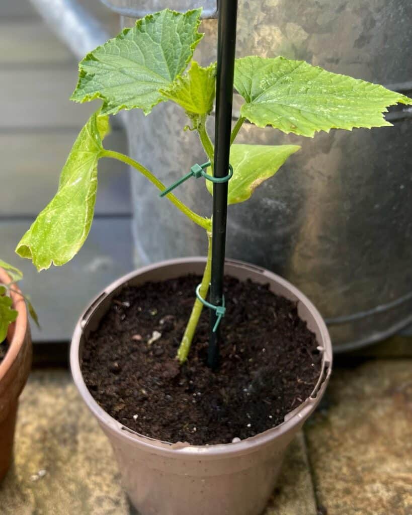 cucumber-grown-with-support