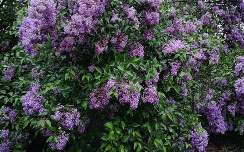 Lilac-flowers-bloomed-outside