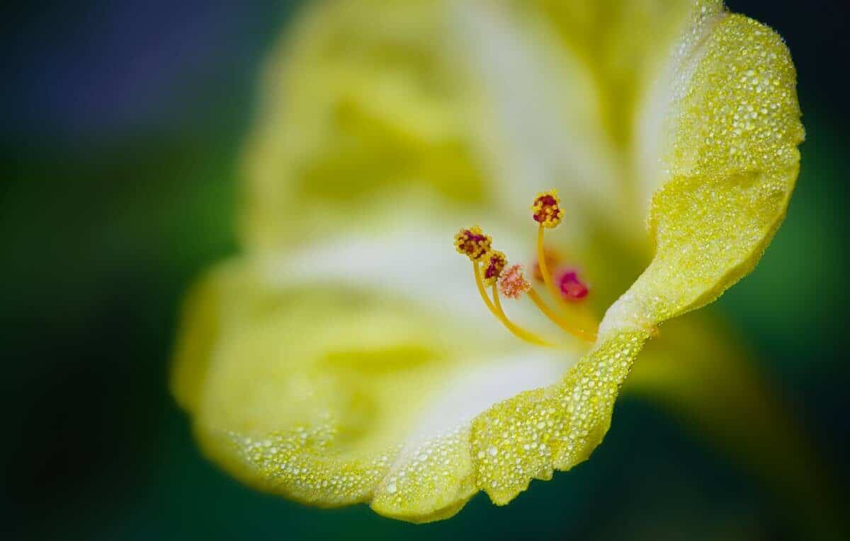 Ultimate Guide to Growing Four O'Clocks Plants Craze