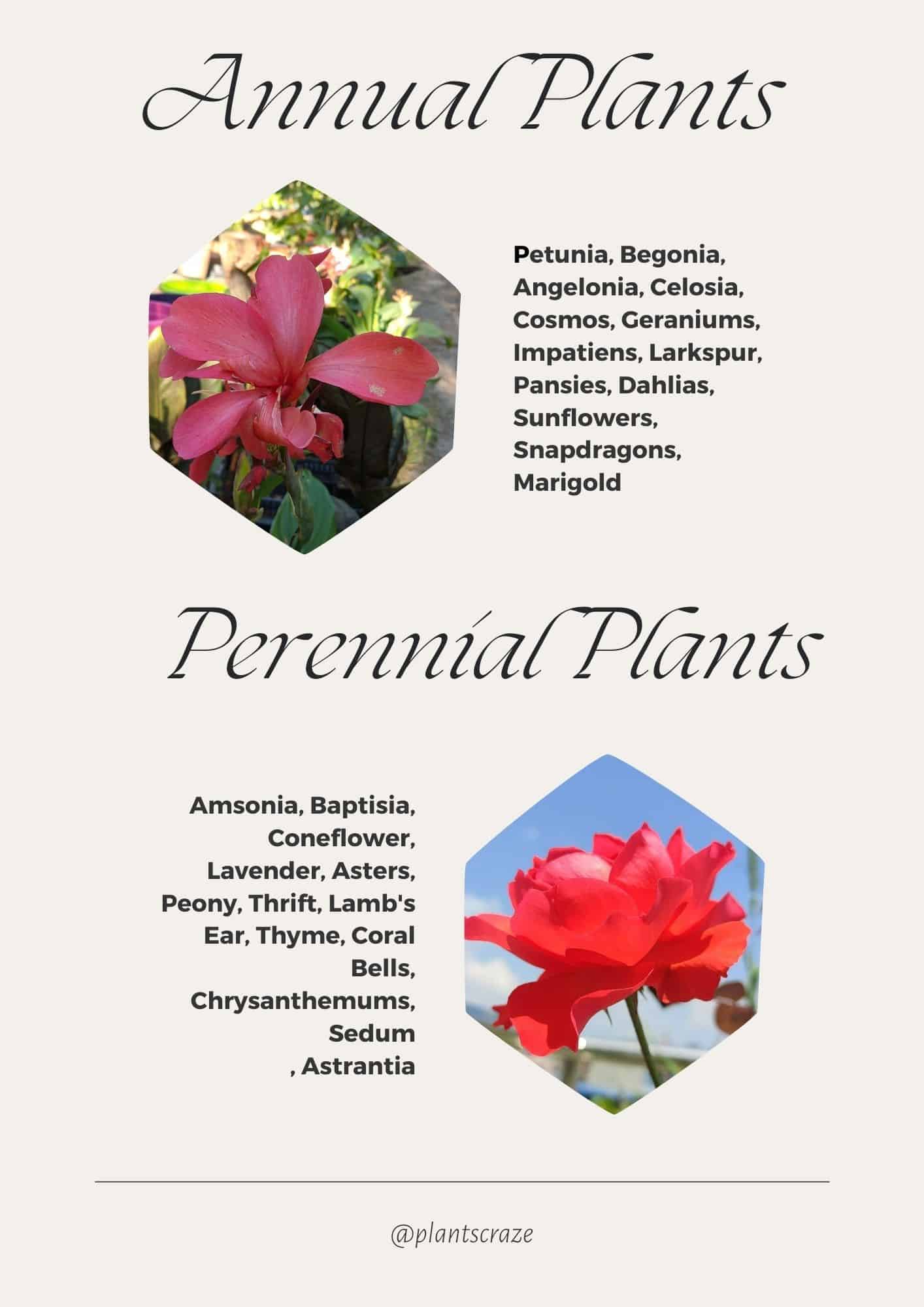 are zinnias perennials