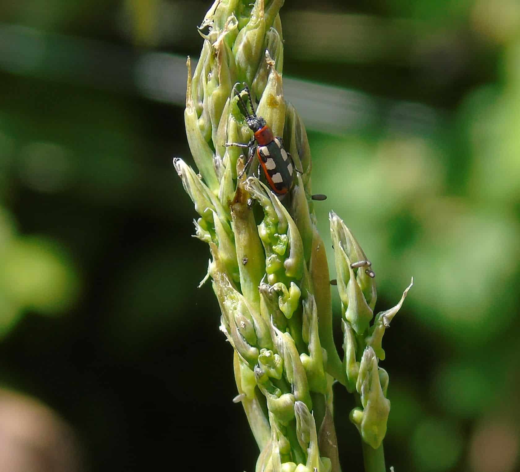 Image represents asparagus beetles feeding on the shoot tips of asparagus plant