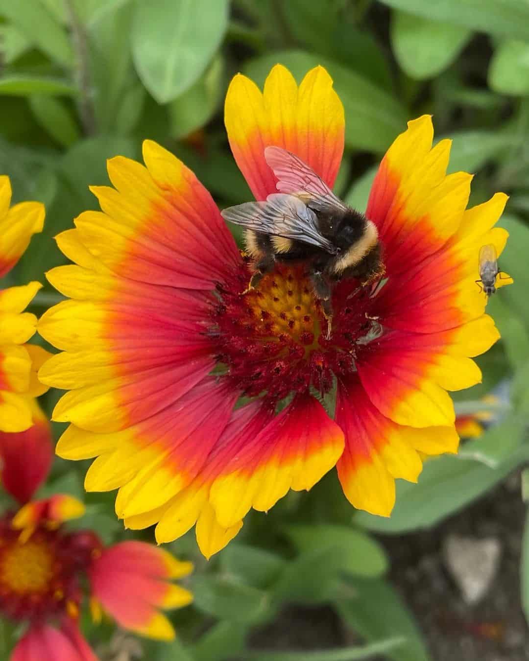 15 Best Deer Resistant Annuals That you Need to Know - Plants Craze