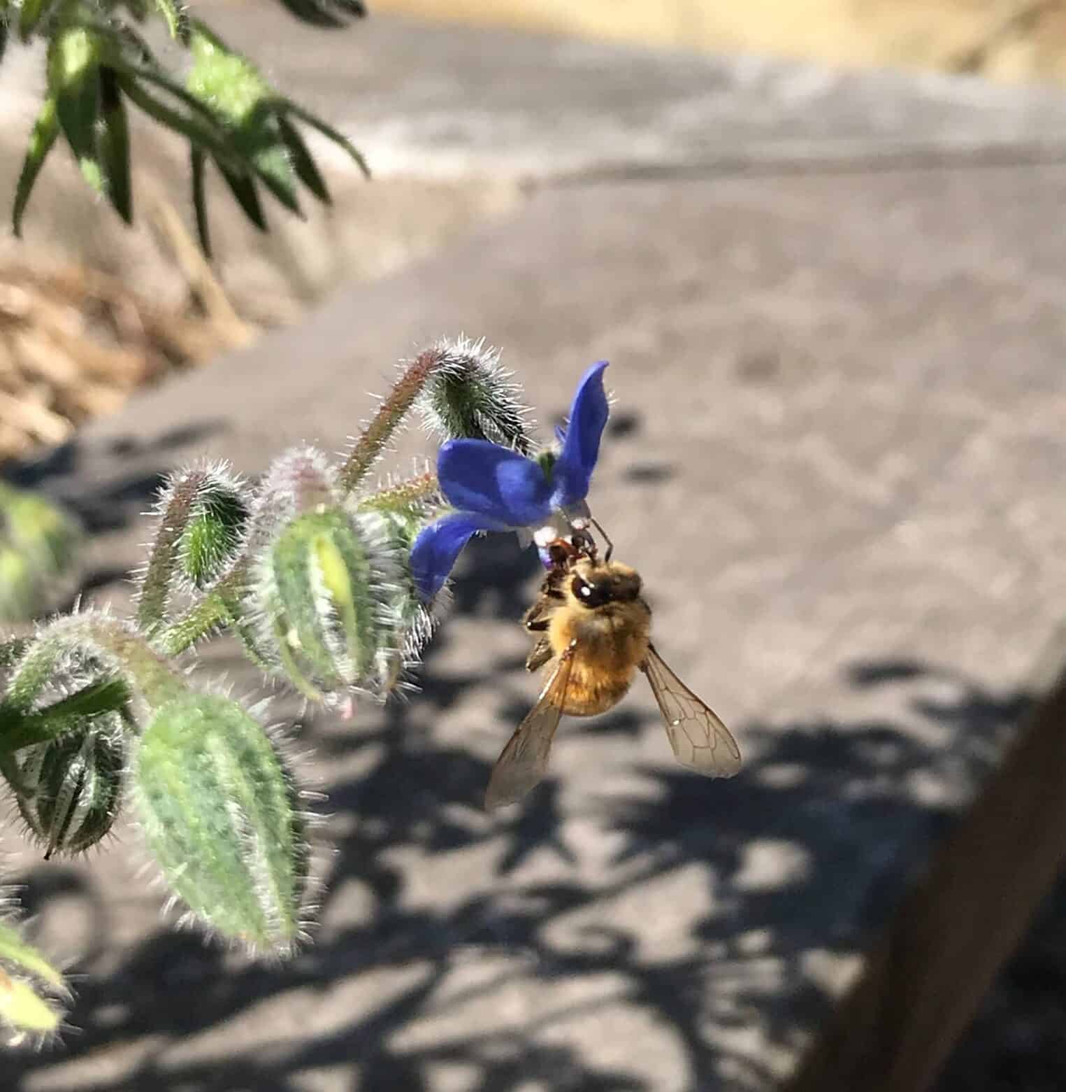 Image represents bee sucking nectar from borage flower