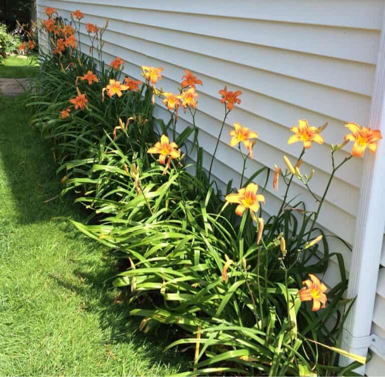 Do Lilies Spread? What to Do When Lilies Spread? Plants Craze
