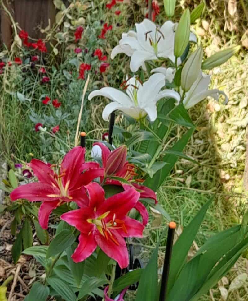 Do Lilies Spread? What to Do When Lilies Spread? Plants Craze