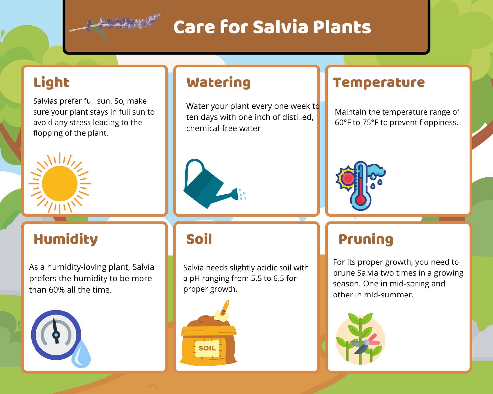 Fixing floppy Salvia