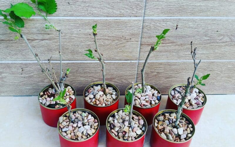 Image represents the stem cutting propagation of raspberry plant