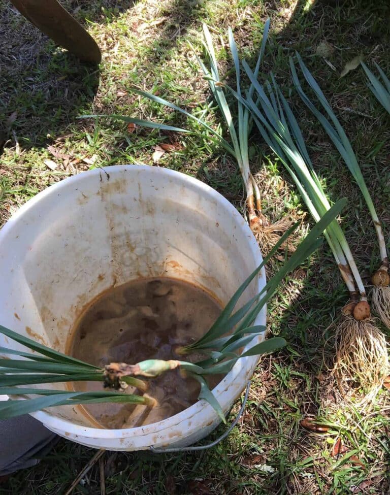 Ultimate Guide to Transplanting Daffodils