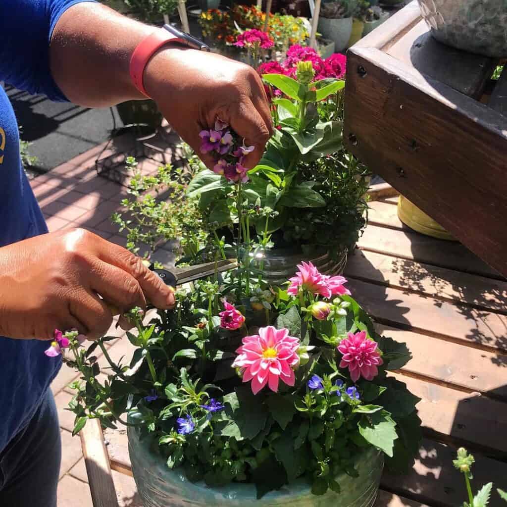 Deadheading wilted flowers