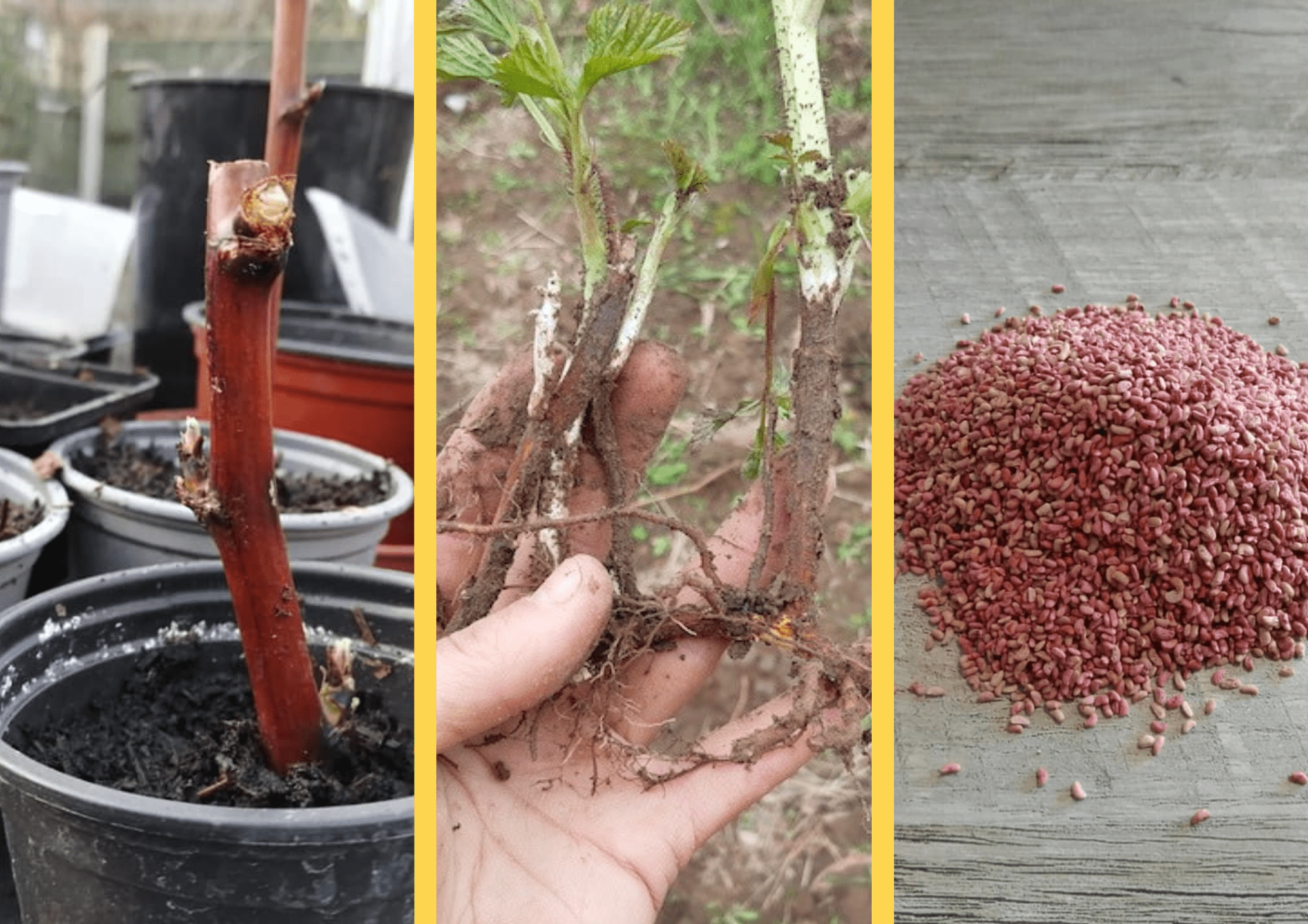 Image represents different propagating materials of raspberry plant