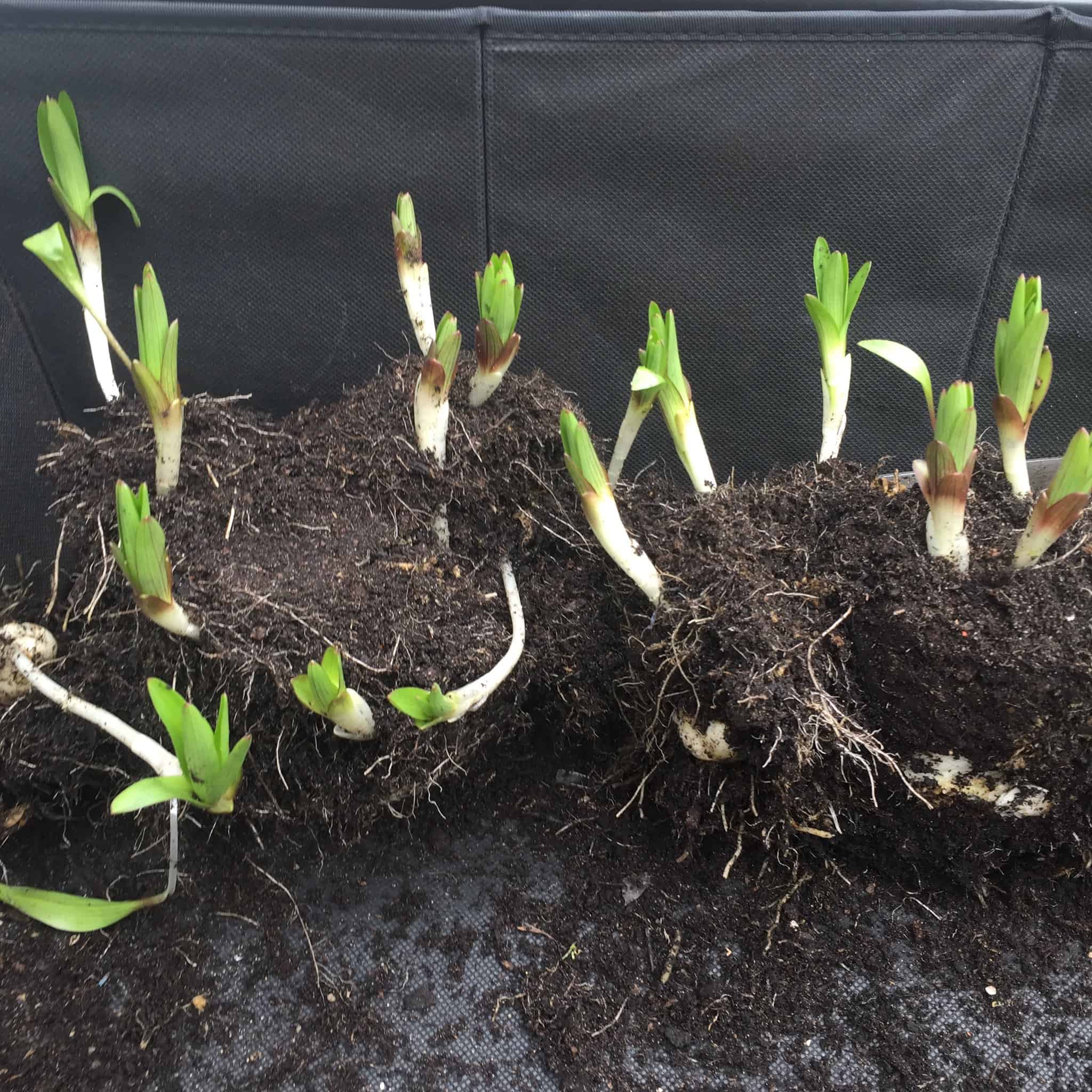 8 to 10 bulbs of lilies with its green stem attached in the clumps of soil.