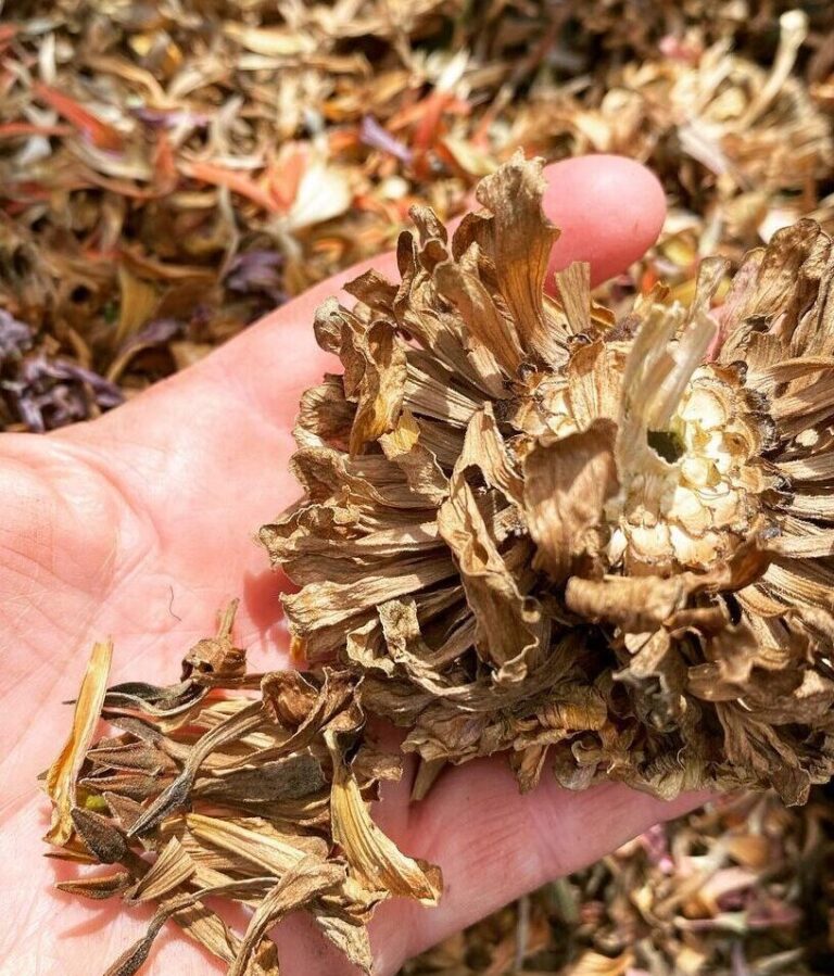 How to Harvest Zinnia Seeds When and How to Do It Right