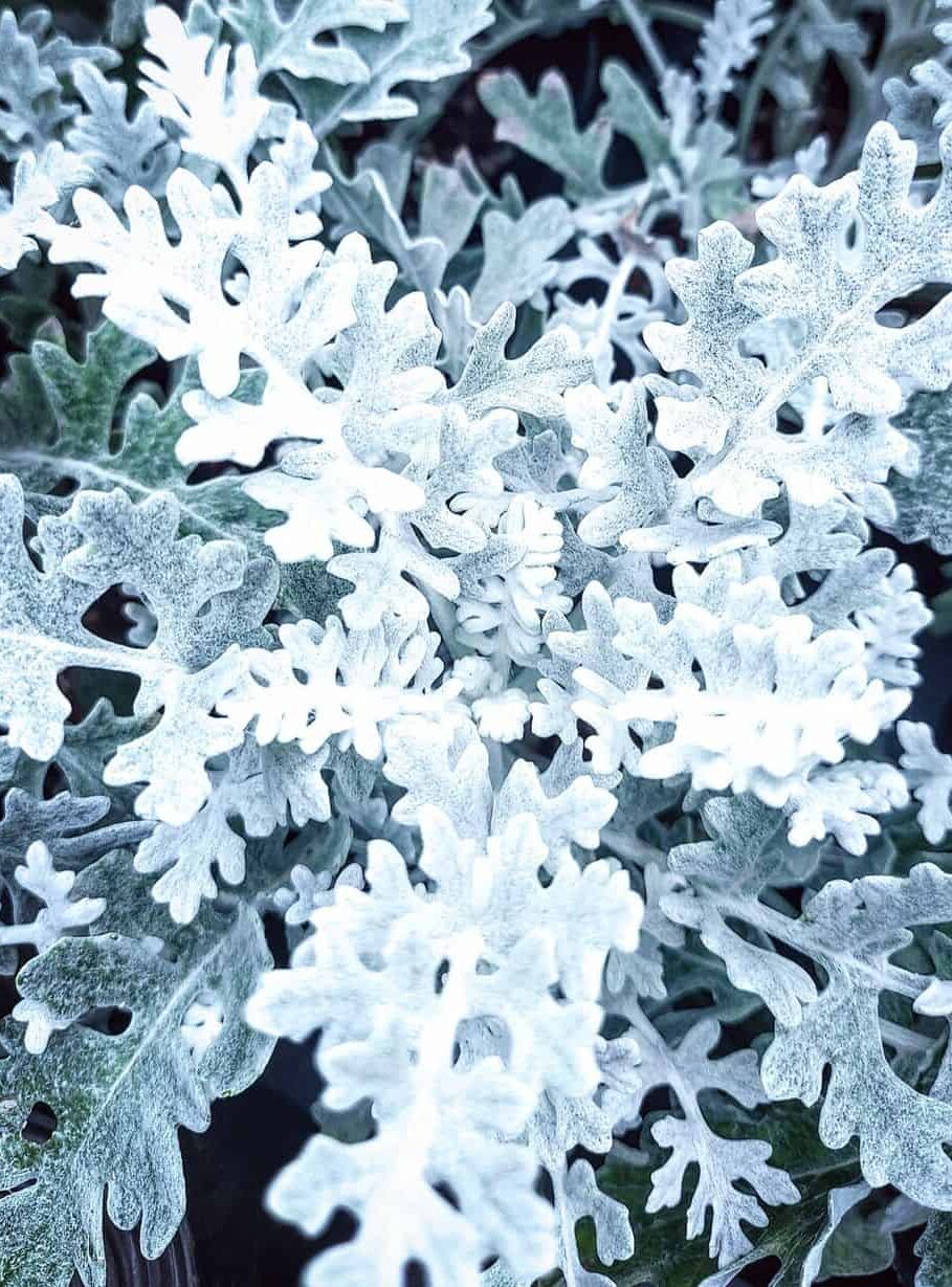 Dusty miller