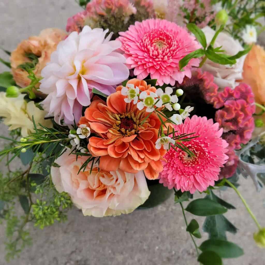 get-a-first-crack-on-your-garden-starting-dahlias-indoors