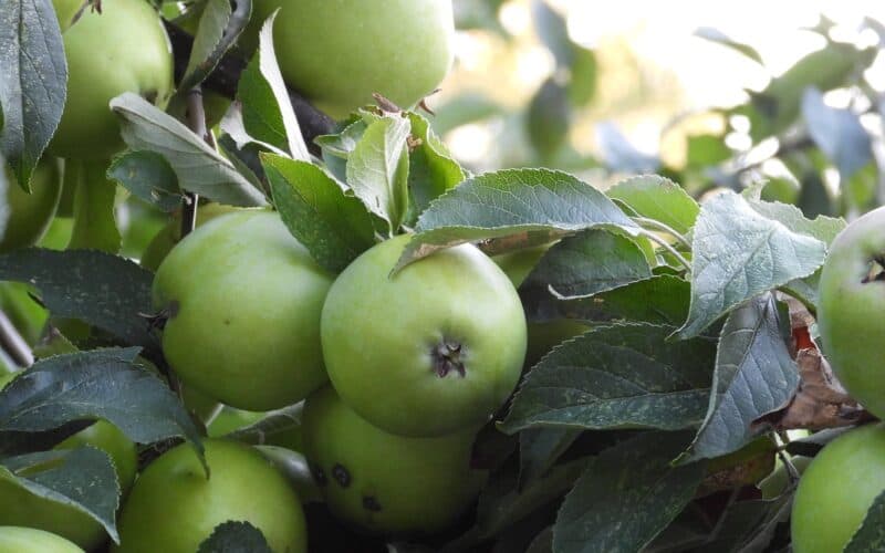 A group of green apples in a tree with its leaves