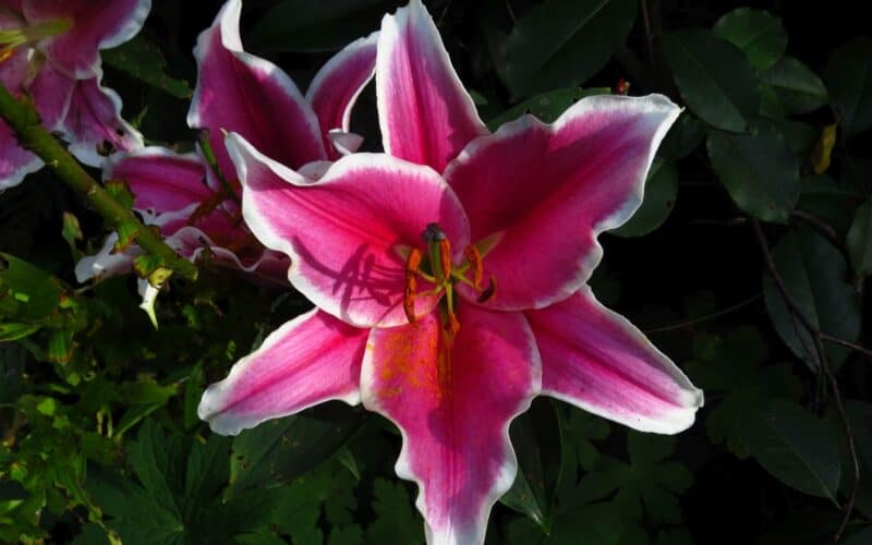 A star shape flower of lily in a garden.