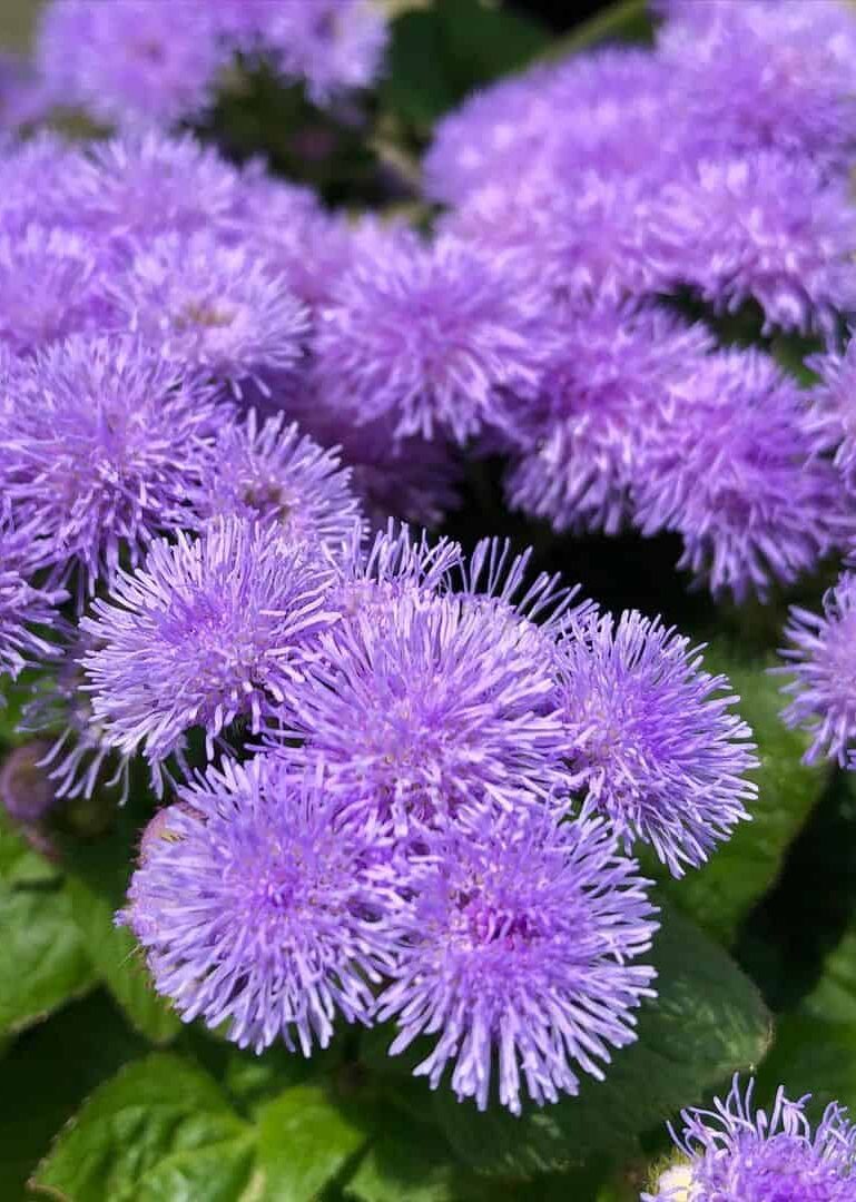 Floss flower