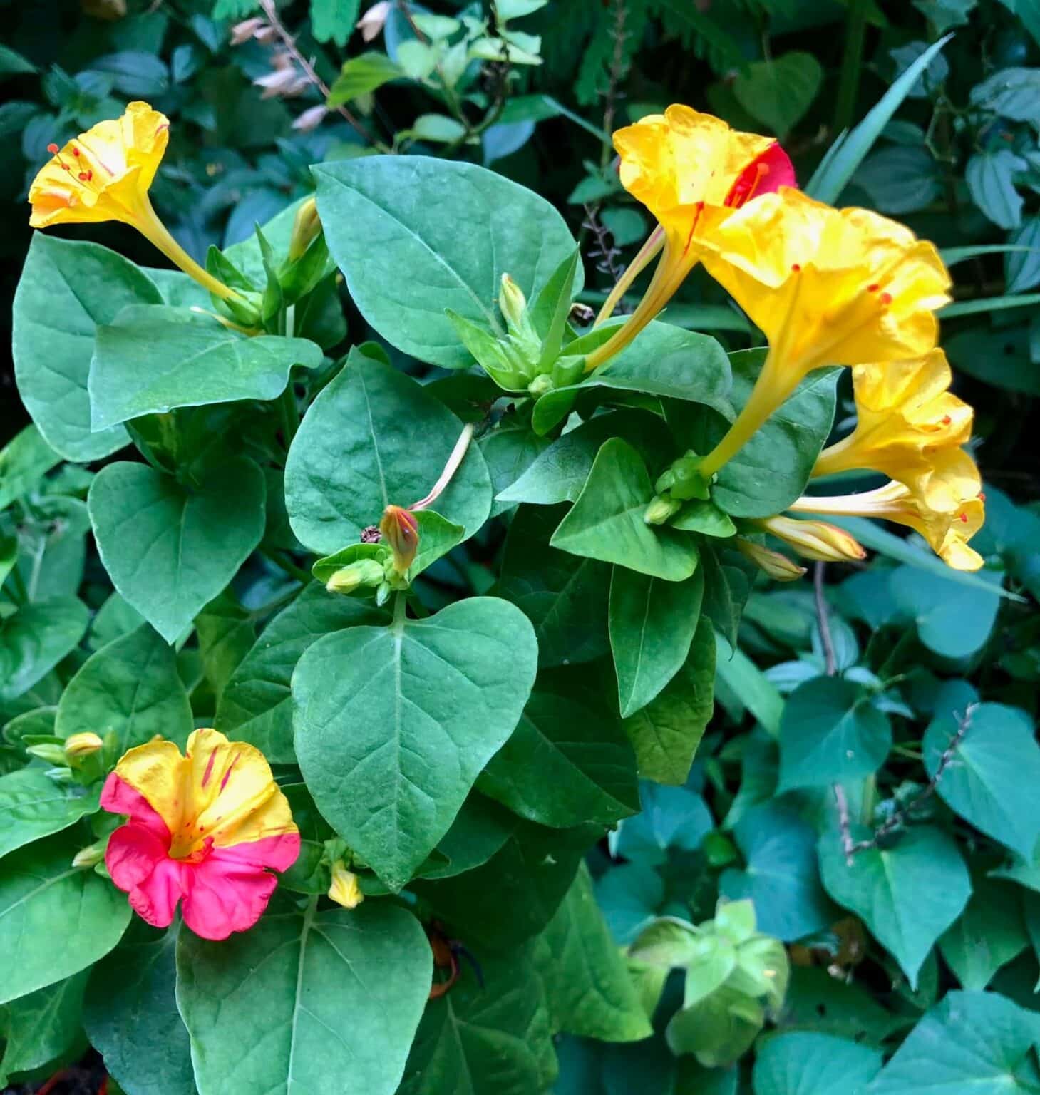 Growing Four O'Clocks [Can You Use The Seeds?]