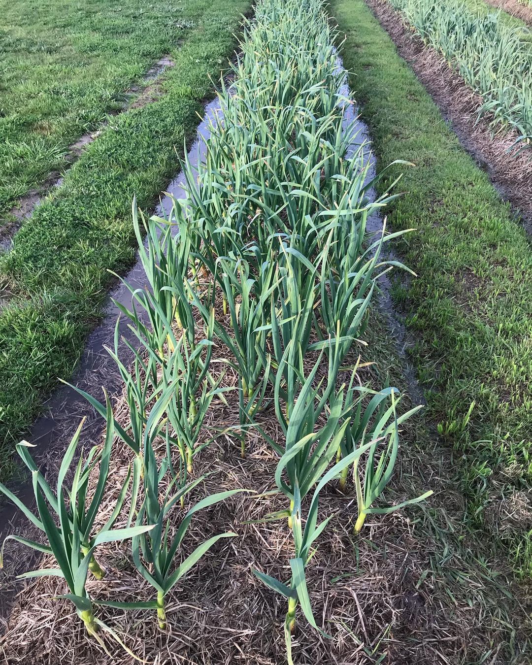 Garlic plant intercropping with other crops.