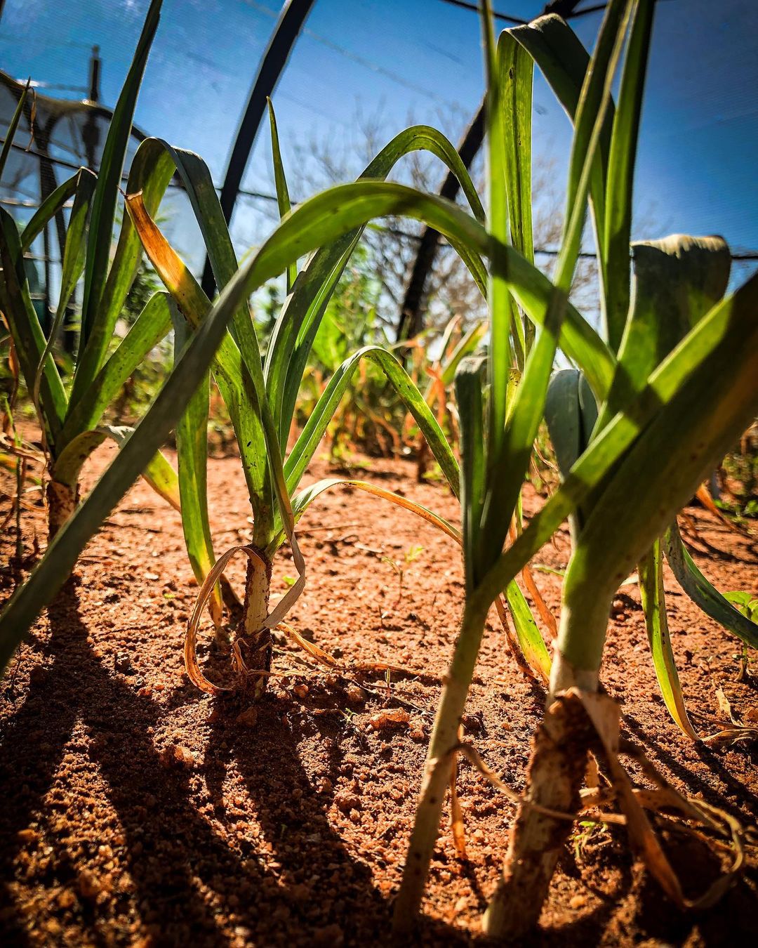 Garlic plants with bulbs.