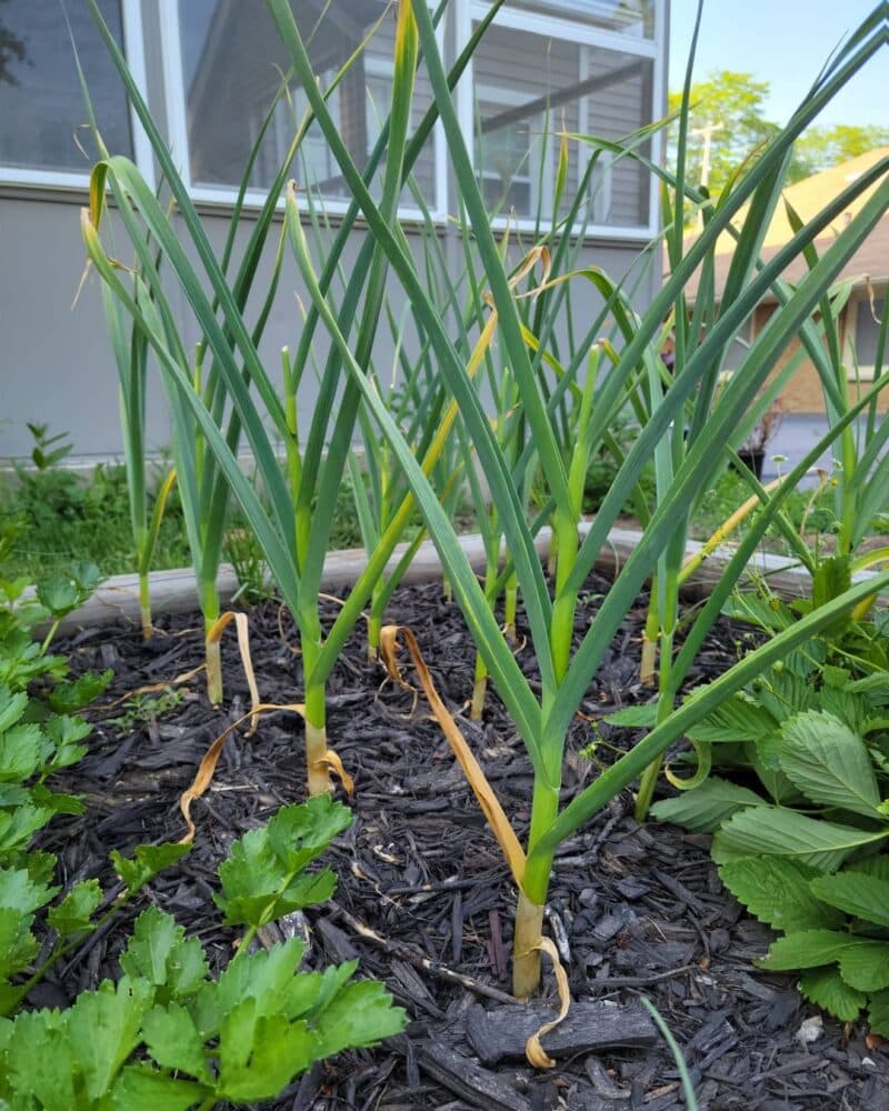 Garlic Companion Plants (What to Grow & What not to)