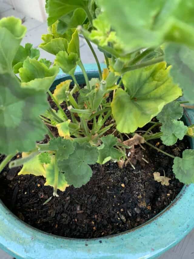 Geranium Leaves Turning Yellow [Quick Fixes]