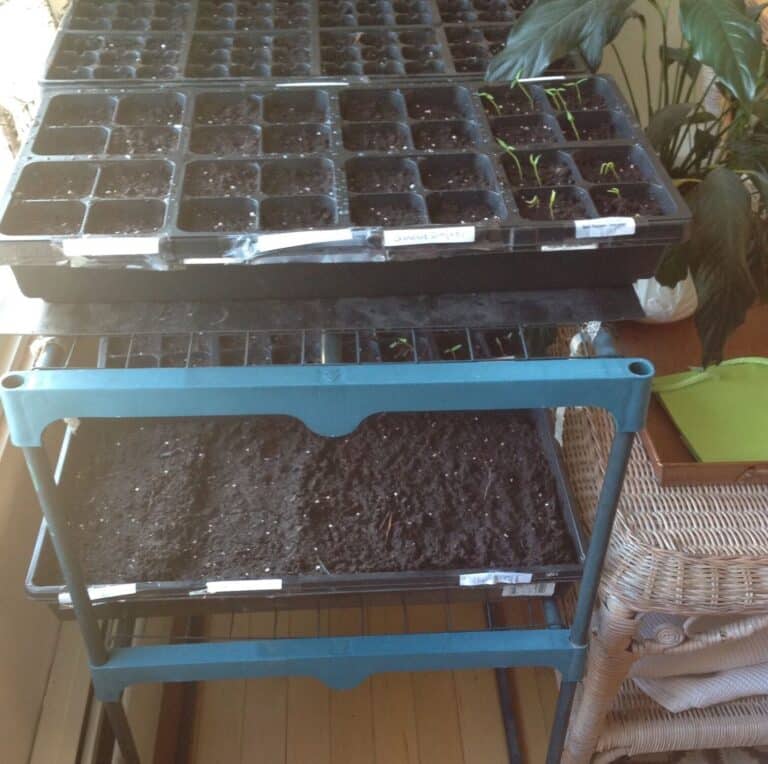 Growing Four O'Clocks [Can You Use The Seeds?]