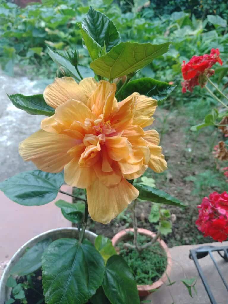 Ultimate Guide to Growing Hibiscus in Pots Plants Craze