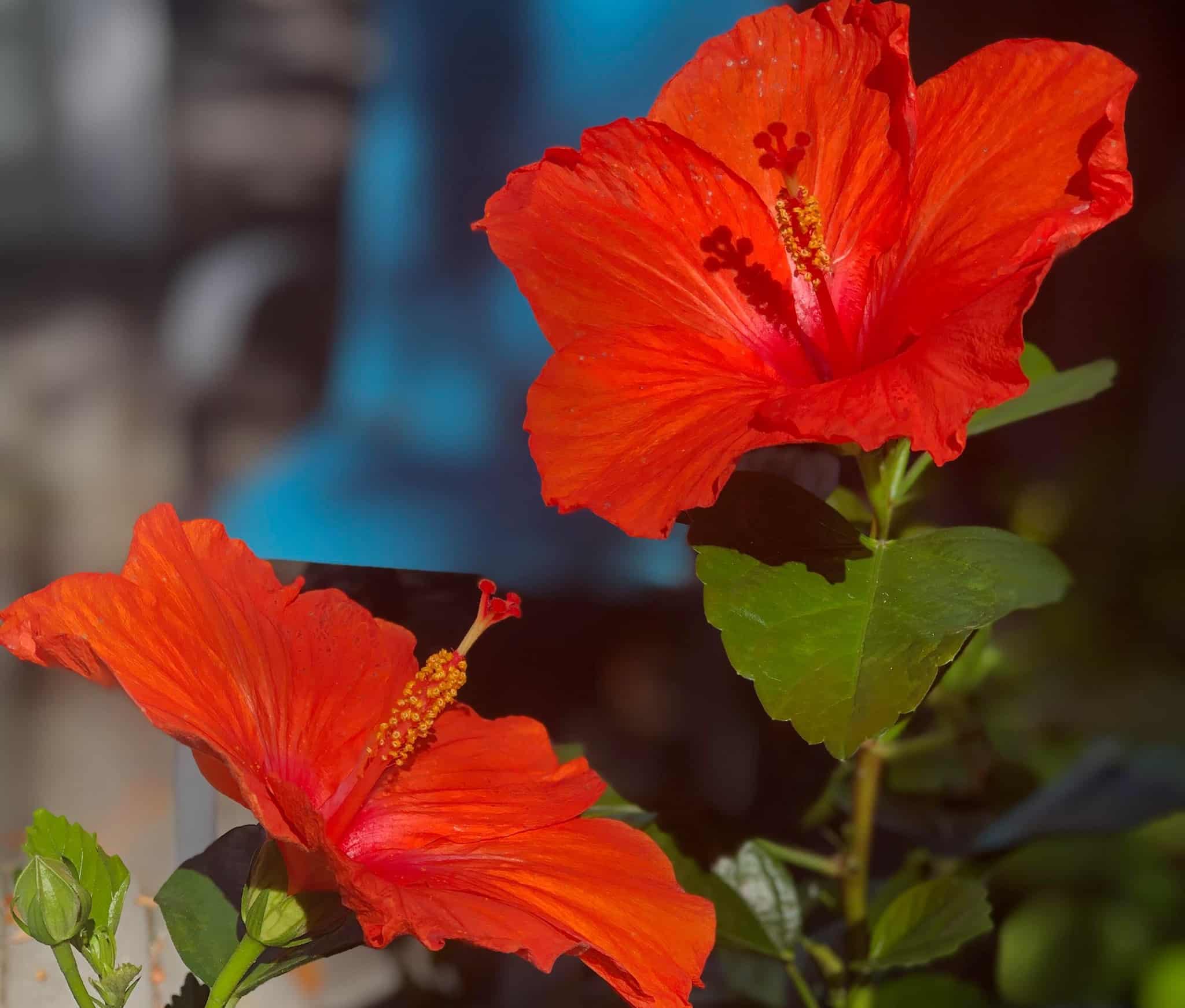 Ultimate Guide To Growing Hibiscus In Pots