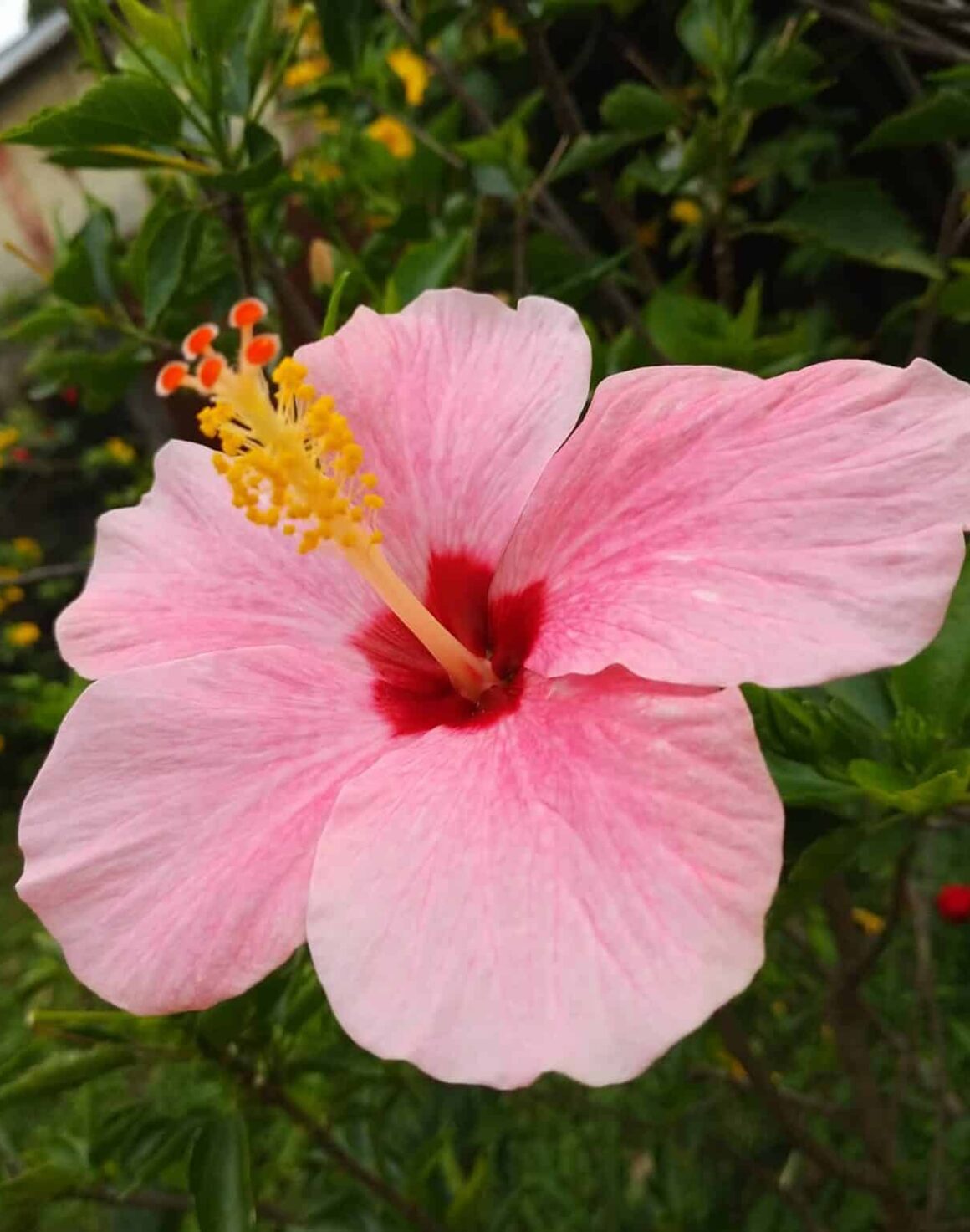 Ultimate Guide To Growing Hibiscus In Pots