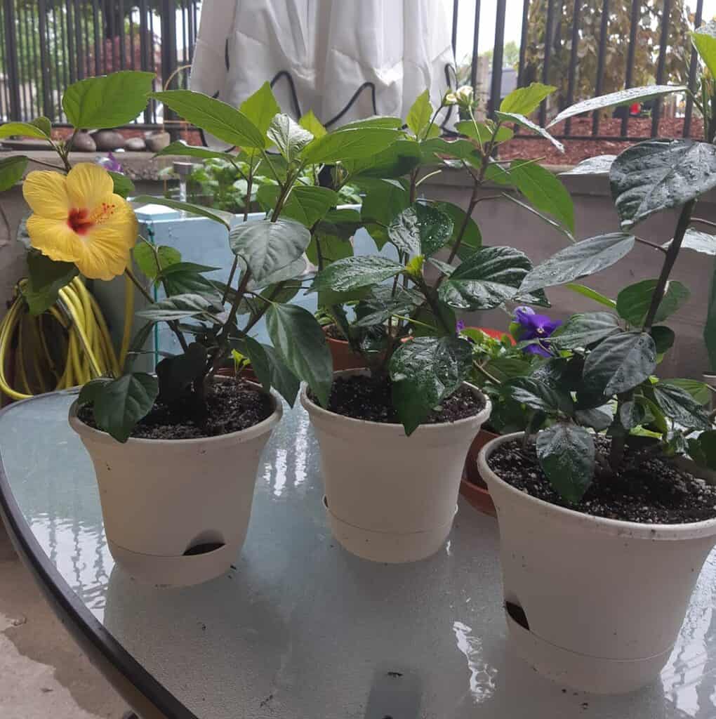 Ultimate Guide To Growing Hibiscus In Pots - Plants Craze