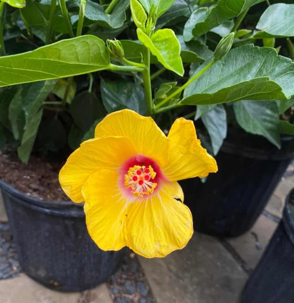 Ultimate Guide to Growing Hibiscus in Pots Plants Craze