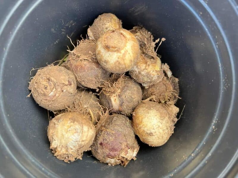 Ultimate Guide to Transplanting Hyacinth Bulbs Plants Craze