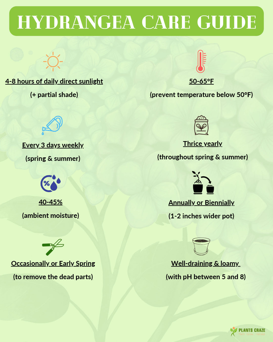 Image illustrates brief care tips for Hydrangea plant