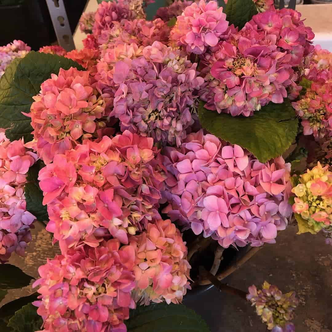 Bunch of lavender to light pink colored flower.