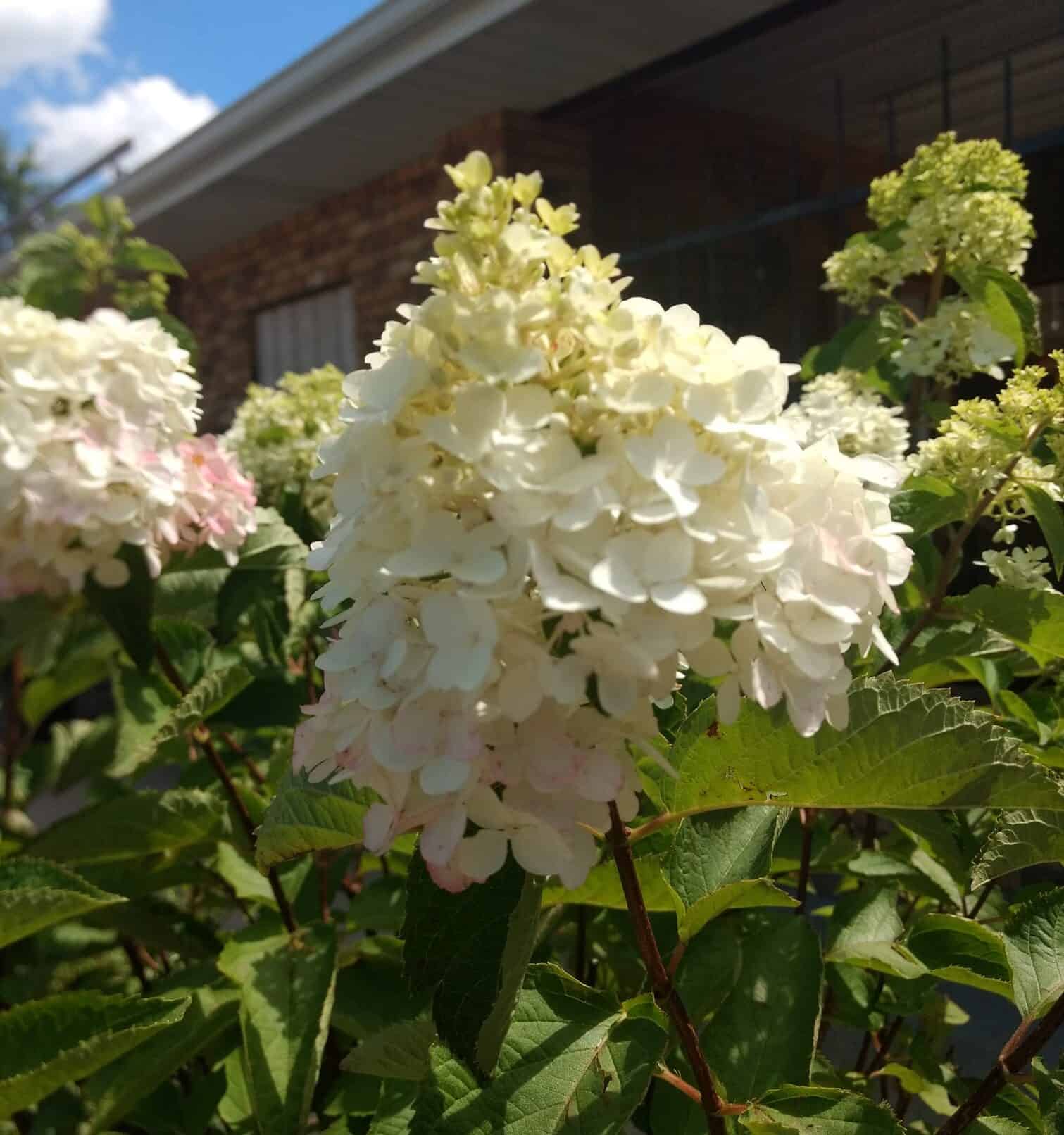 White conical bloom over Hydrangeas bush.