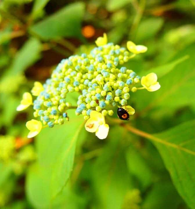 A yellow bud with a bug over it.