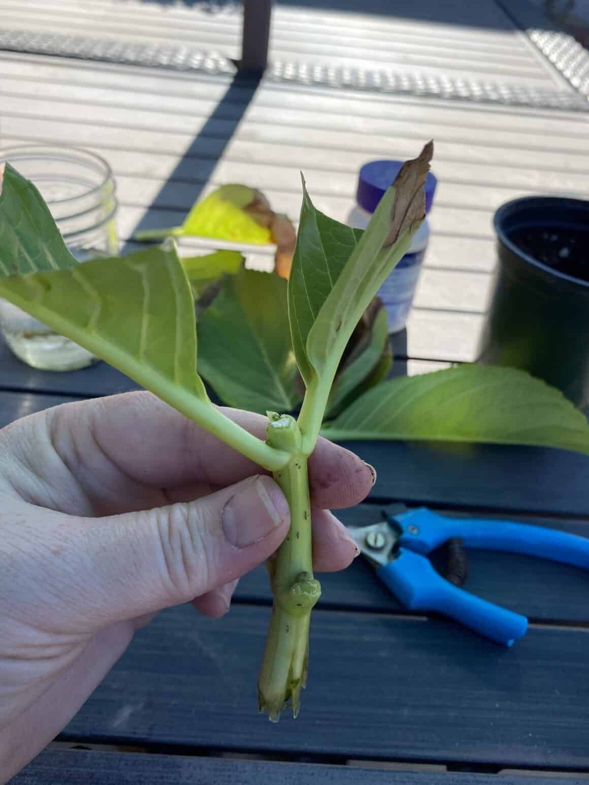 6 Reasons for Hydrangea Leaves Turning Yellow [With Solutions]