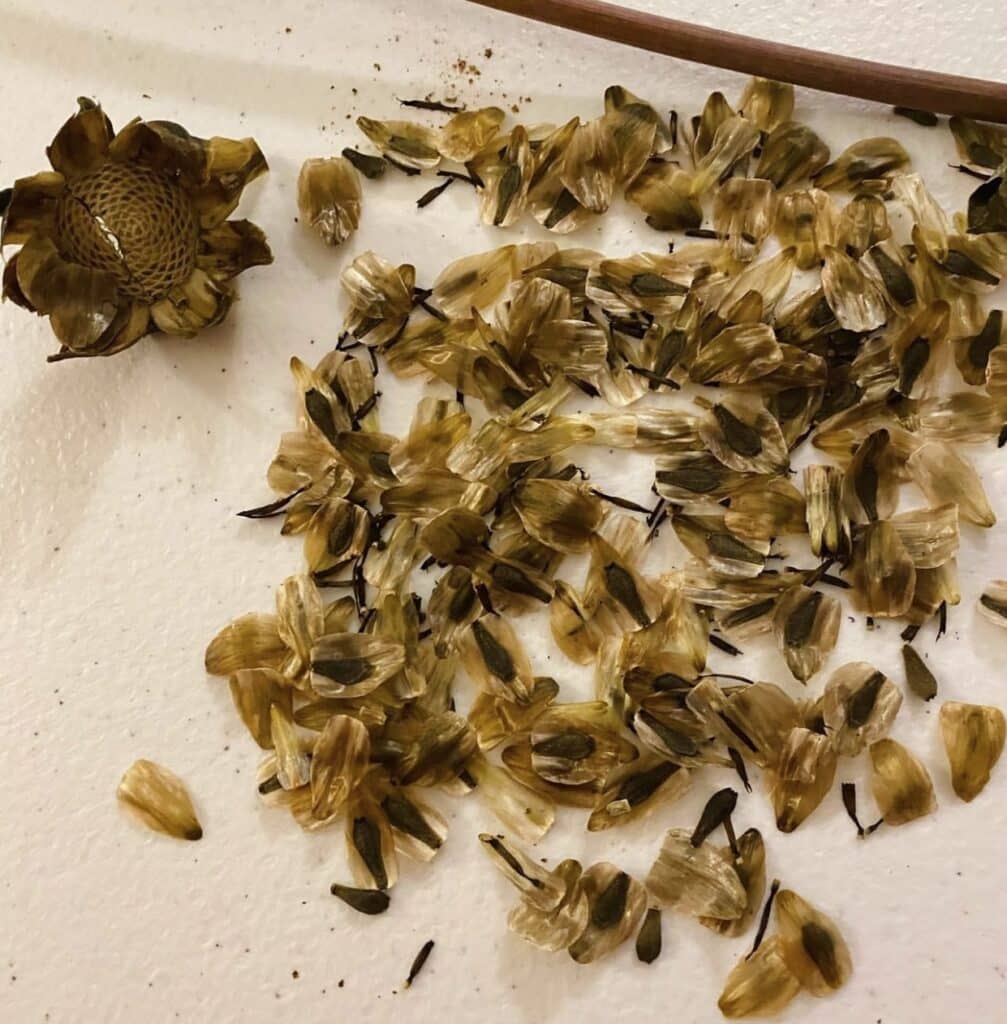 Ultimate Guide to Collecting Dahlia Seeds Plants Craze