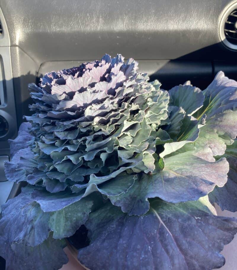 Kale Germination Time (When & How Guide) Plants Craze