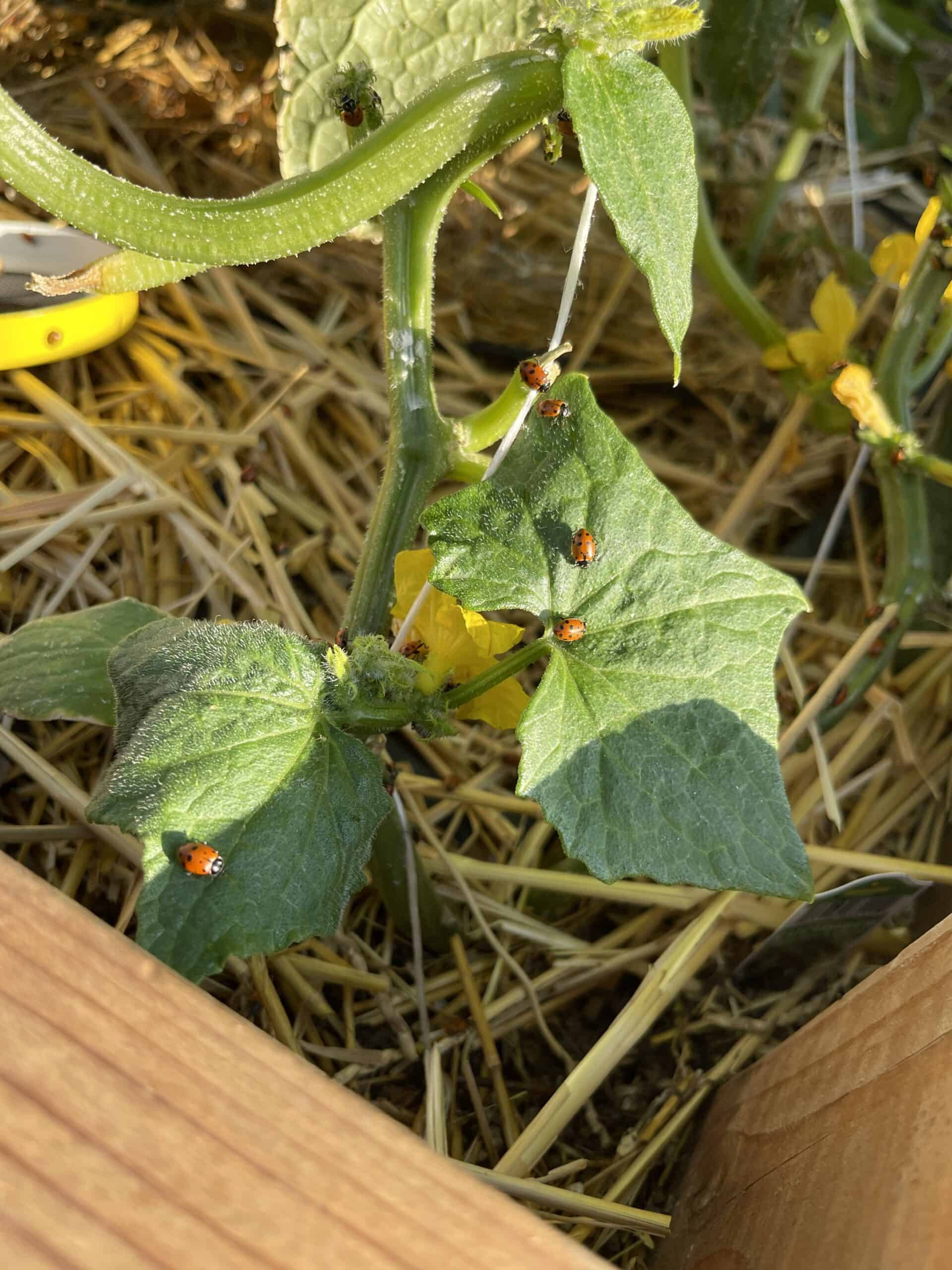 Ladybugs in plant leaf