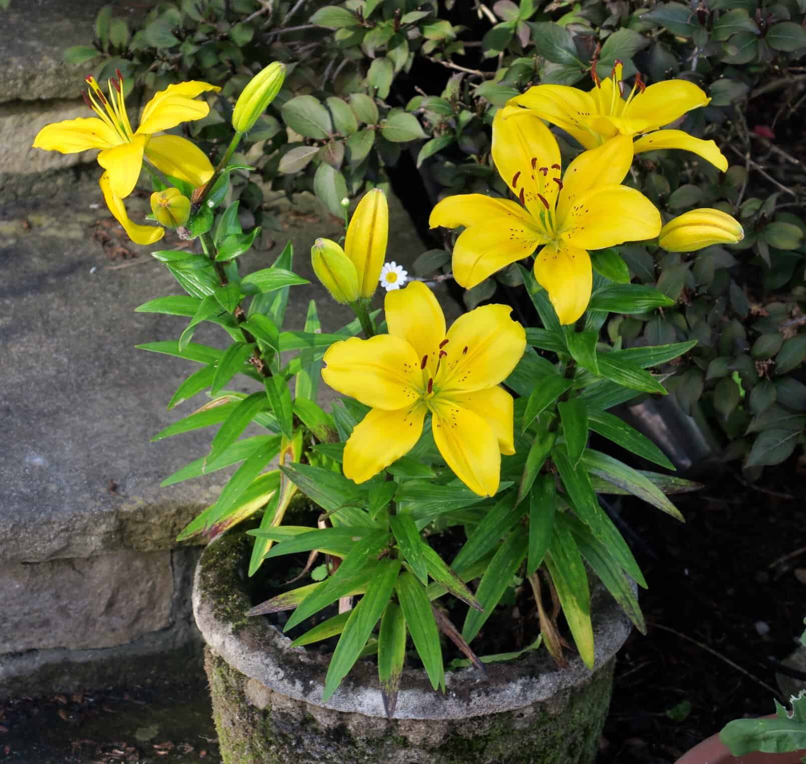 Do Lilies Spread? What to Do When Lilies Spread? Plants Craze