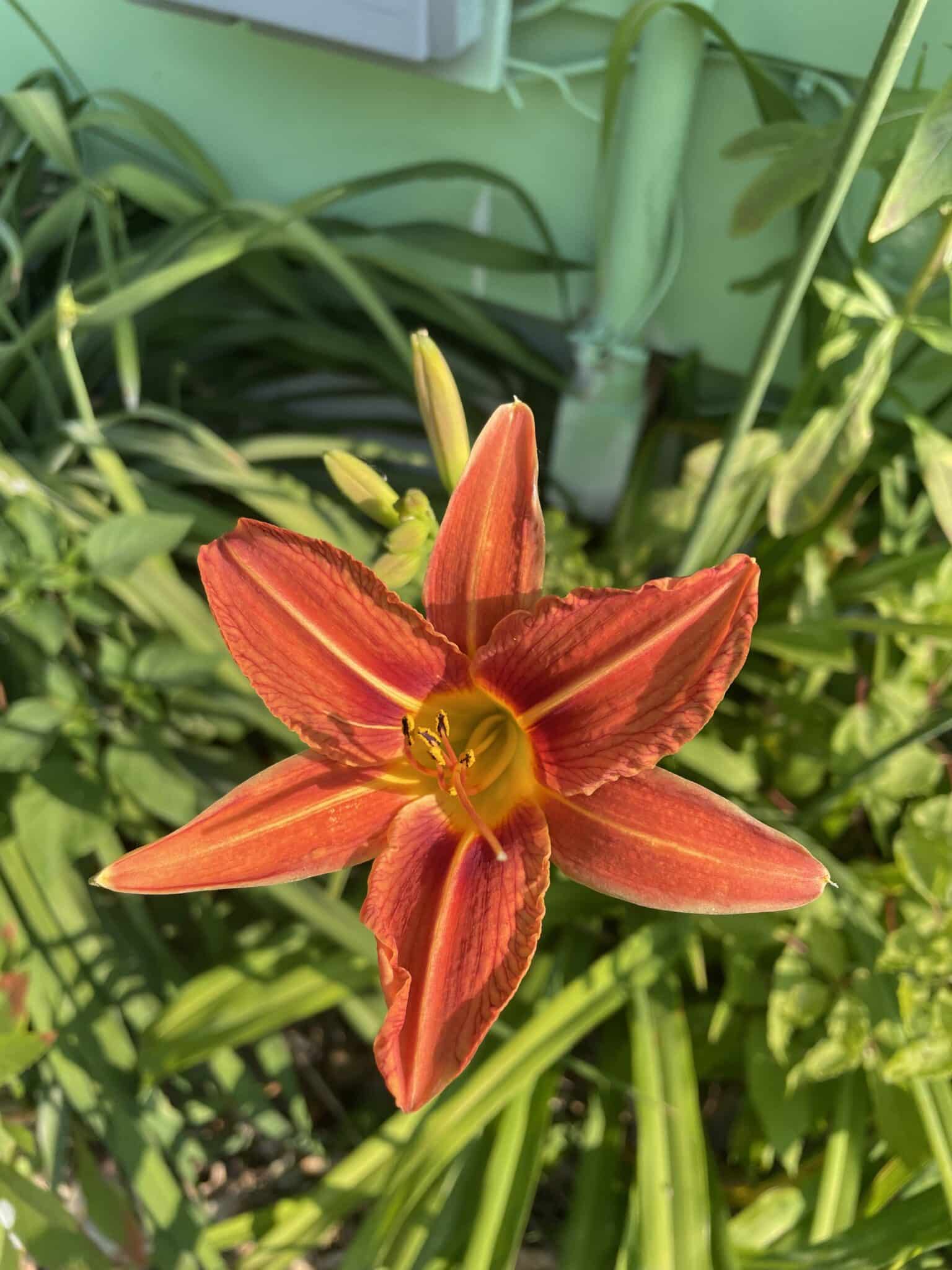 Do Lilies Spread? [Do They do it on Their Own?]