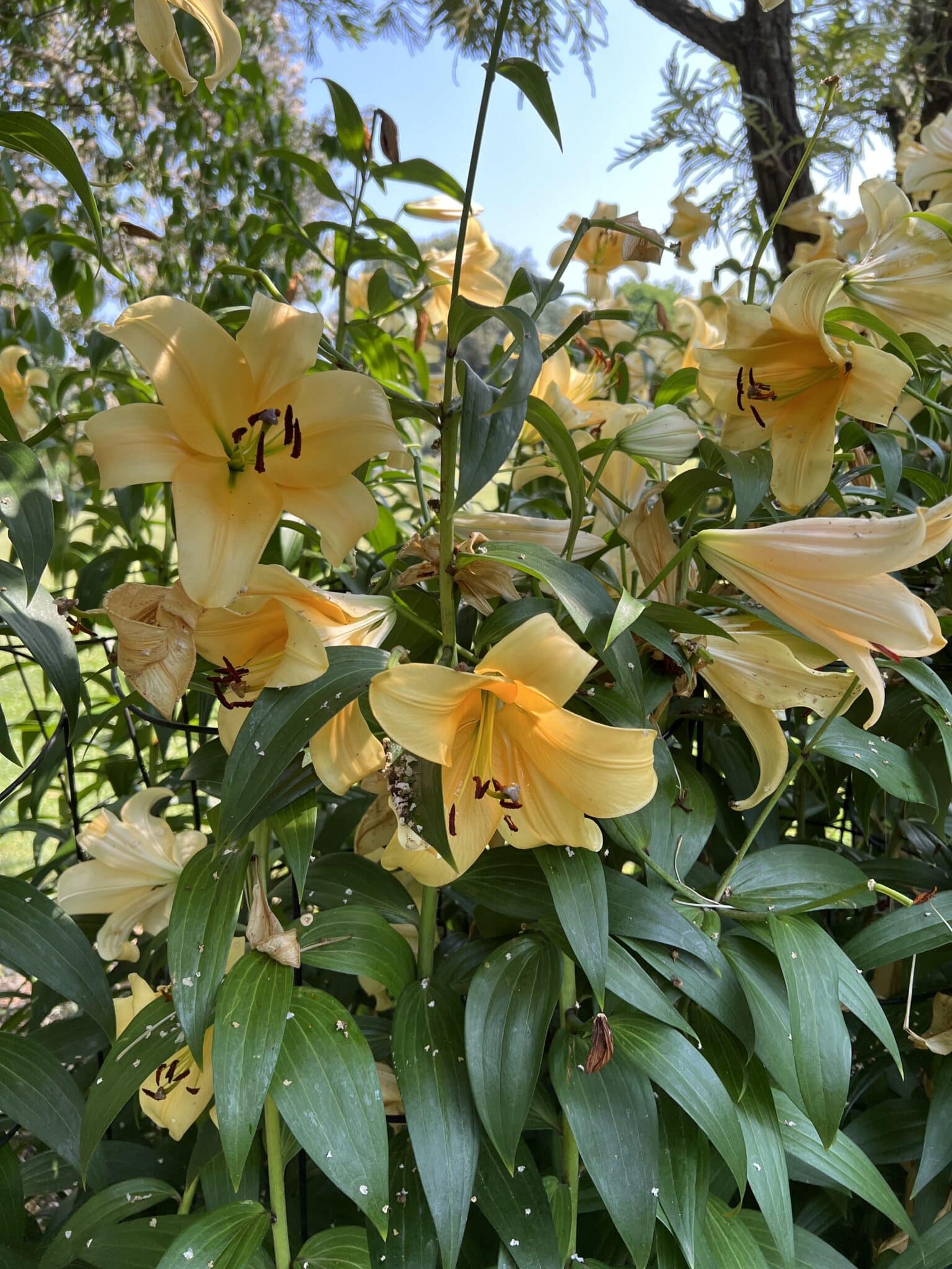 do-lilies-spread-do-they-do-it-on-their-own