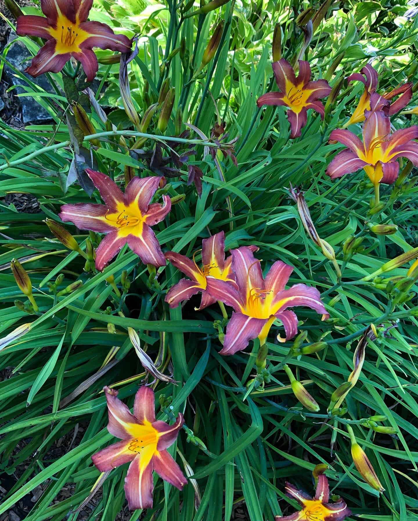 Do Lilies Spread? What to Do When Lilies Spread? Plants Craze