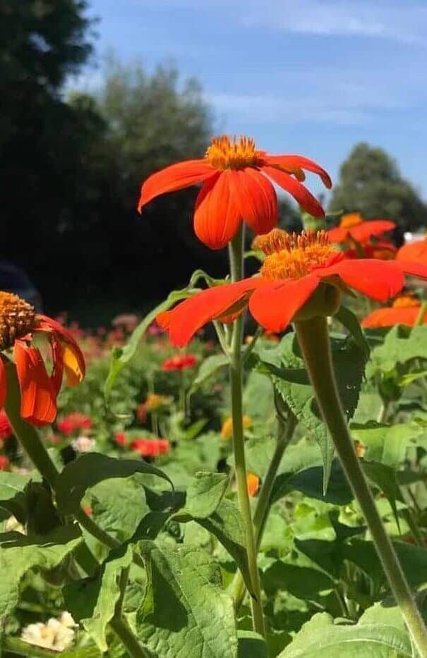 Mexican Sunflower