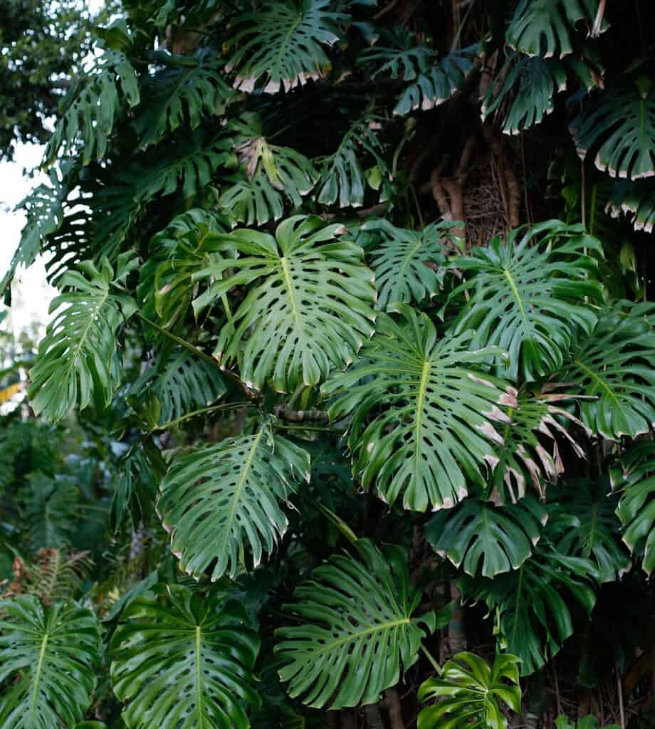 What are monstera aerial roots plants craze
