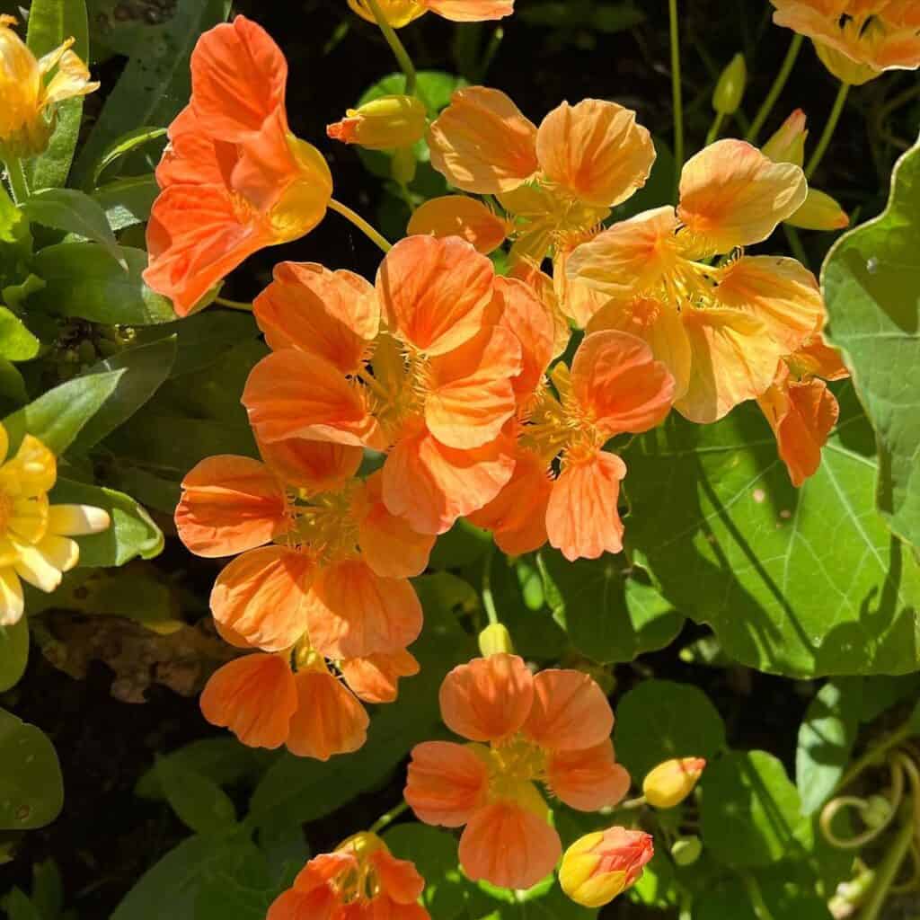 Nasturtium