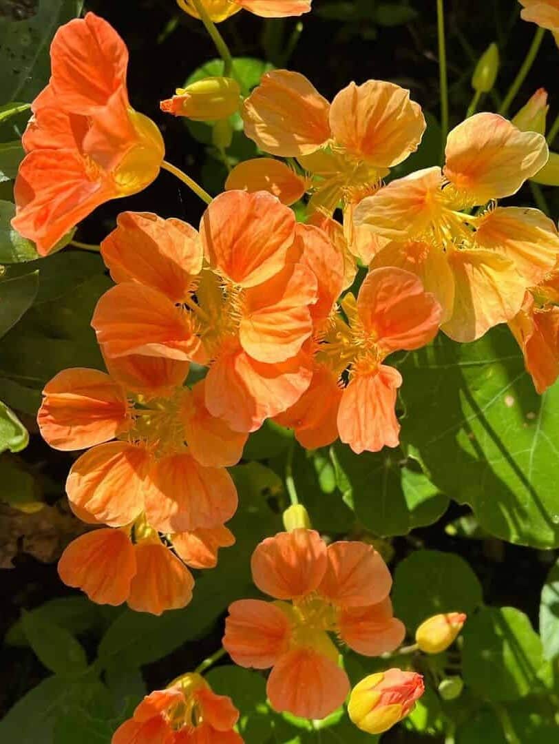 Nasturtium