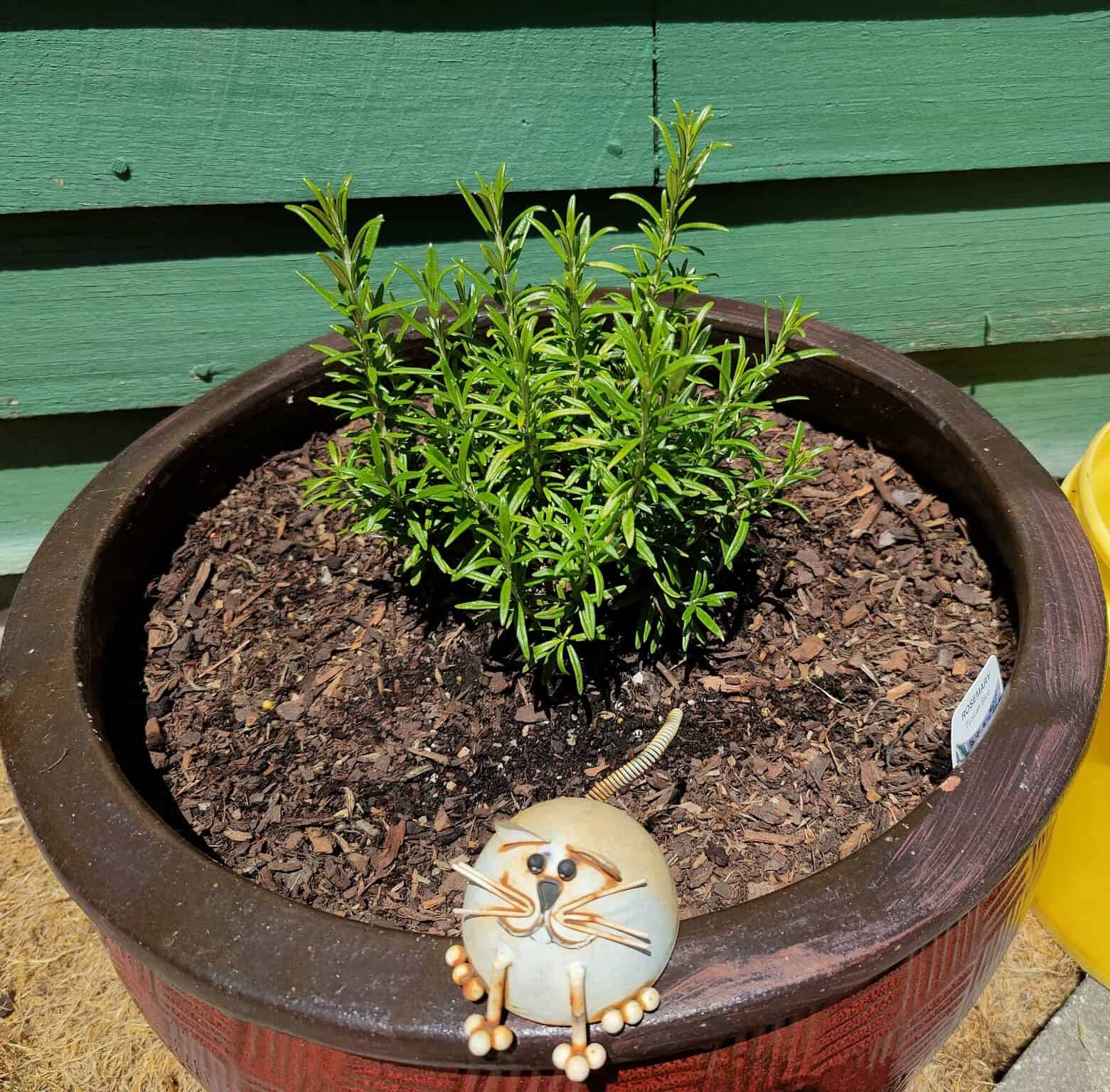 Image represents a Rosemary plant growing in a black-brown pot.